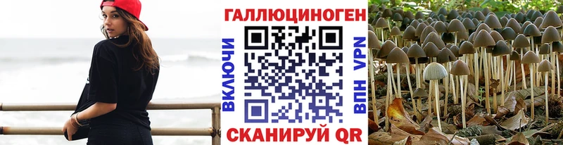 Купить  Каменск-Шахтинский  Галлюциногенные грибы Psilocybine cubensis 